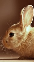 descargar wallpaper de animales